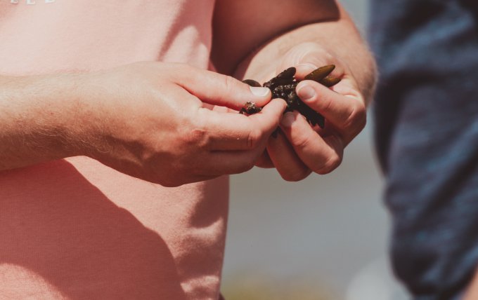 zeewier geur, kleur en smaak